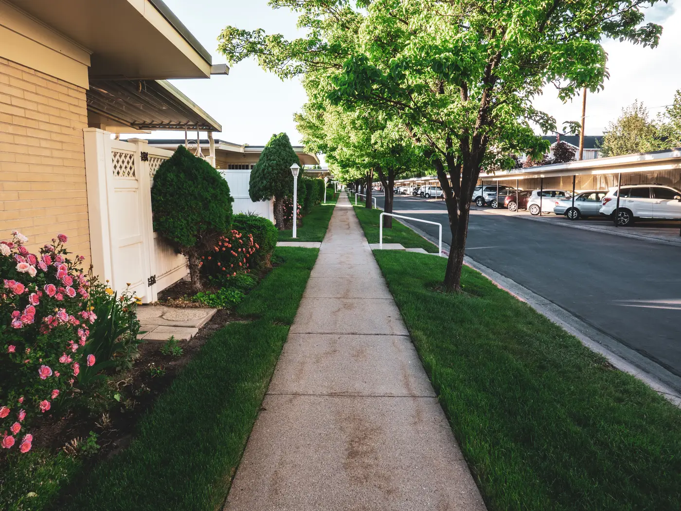 A paved sidewalk lined with trees and shrubs runs past parked cars on a residential street.